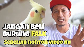 Download lagu JANGAN BELI BURUNG FALK SEBELUM NONTON VIDEO INI... mp3