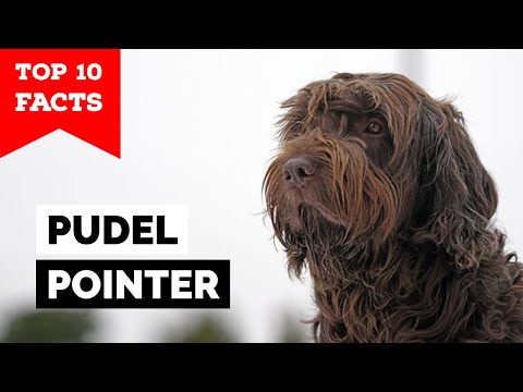 Pudelpointer - Top 10 Fakten