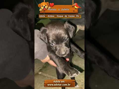 Vídeo de Romeu e Julieta 
