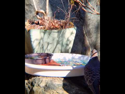 なぜ鶏や野鳥の餌箱に砂を入れるのでしょうか？  庭園