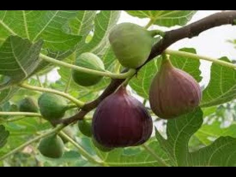 SMOKVA( FIG TREE) - ožiljavanje reznica zimi, ili u proljeće.