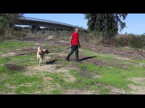 Vídeo de EARL