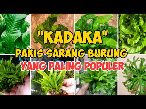 JENIS TANAMAN HIAS KADAKA TERPOPULER dan HARGANYA