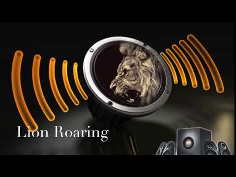 Lion Roaring-Sound Effect