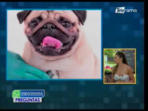 Problemas cardíacos en las mascotas 