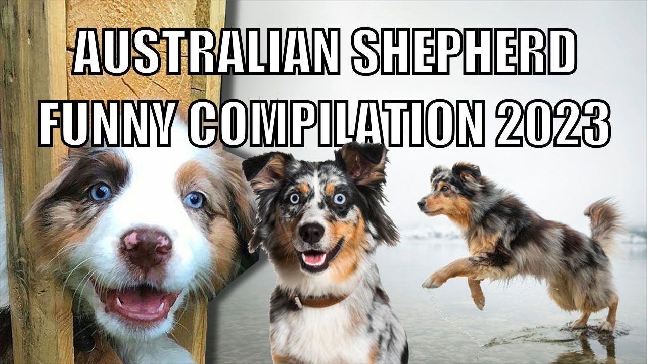 Australian Shepherd Funny Compilation 2023 🐾 🇦🇺