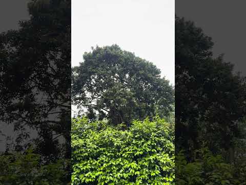 Ilex paraguariensis , Yerbe Mate