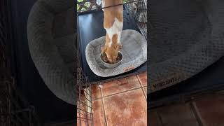 Video preview image #1 Basenji-Jack Russell Terrier Mix Puppy For Sale in Virginia Beach, VA, USA