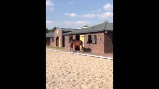 Video of Bonfire