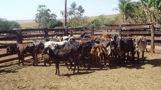 Fazenda Santo Antônio em Altinha pernambuco Forro BDJ bezerra da juta,Arlindo Maduro,FTADL