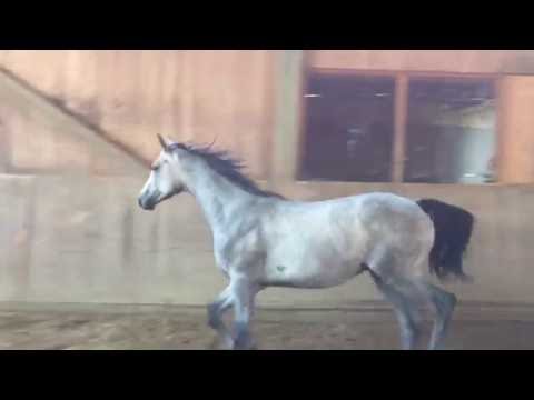 Calido yearling out of Cumano's family (2015)