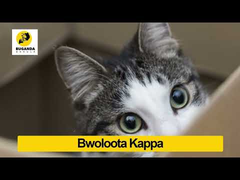 Bwoloota Kappa  - Ebirooto Namakulu Gaabyo - Buganda Ekkula #Shorts