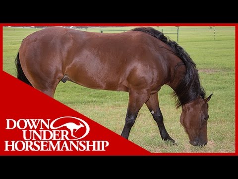 Clinton Anderson: The Purpose of Using Sideline Hobbles - Downunder Horsemanship