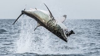 Flying Shark: Great White Breaches Off South Africa's Coast