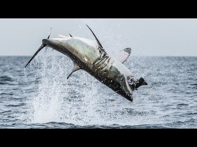 Flying Shark: Great White Breaches Off South Africa's Coast