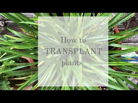 How to transplant flowers and plants