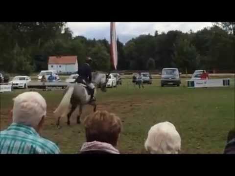 Cubanita v. Cassus x Stakkato, *2008 S Springen