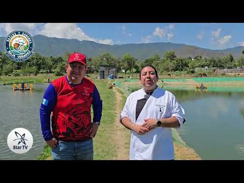 SABORES Y RAÍCES BAJA VERAPAZ: CONOCIENDO LA TILAPIA EL PATRÓN 🐟