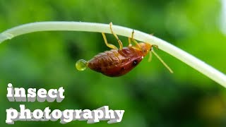 Insect photography | macro lens | Niladri Chakraborty