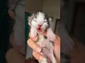 Cute Kitten Day 1 To 60 Days Timelapse Cat Versi Moy Kucinglucu Kitten Catlover Cat