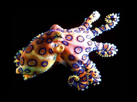 デッドリー・アニマルズ -- FAK #19 (Deadly Animals -- FAK #19)