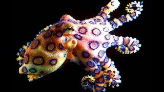 Deadly Animals -- FAK #19