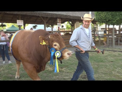 XXV. Alföldi Állattenyésztési és Mezőgazda Napok - A díjnyertes bika