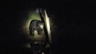 preview picture of video 'Beruang Di Taman Negara Tasik Kenyir'
