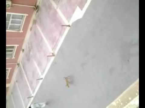 azerbaijan dog bizim mehle