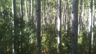 Peaceful Easy Feeling