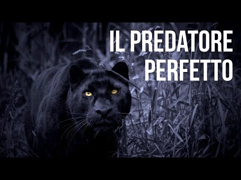 Il Predatore Perfetto - Documentario National Geographic Wild