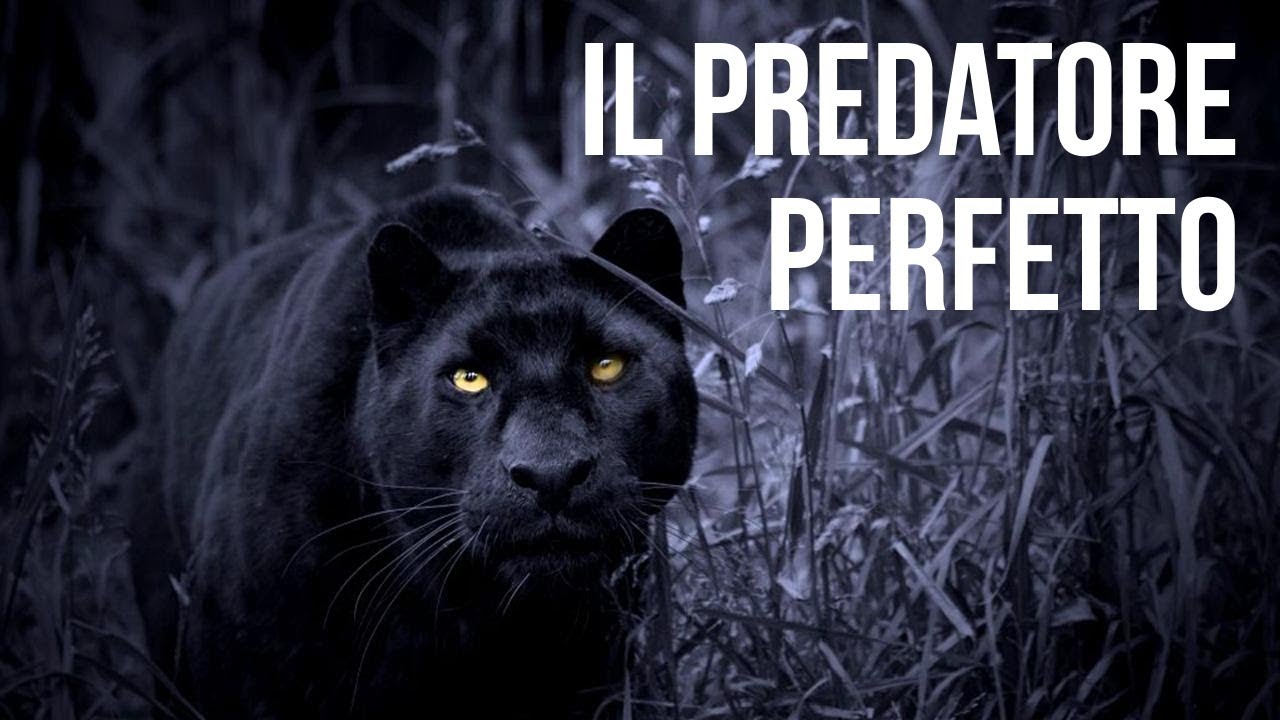 Watch Now Il Predatore Perfetto - Documentario National Geographic Wild Il Predatore Perfetto - Documentario National Geographic Wild