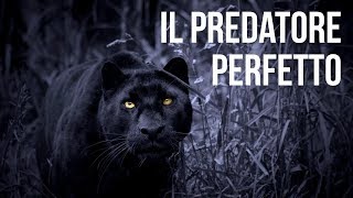 Il Predatore Perfetto - Documentario National Geographic Wild