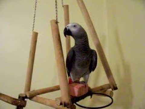 Şeker "Seni Seviyorum"