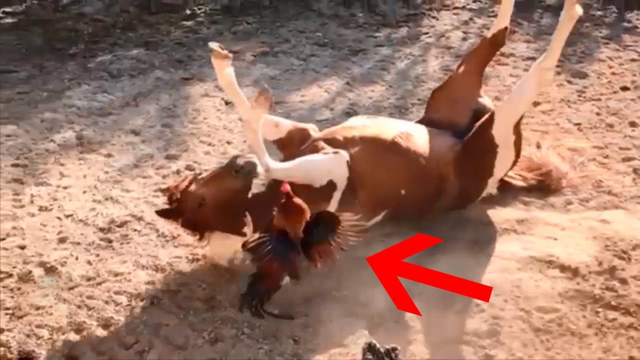 You Must See To Believe! Rare Animal Moments Caught on Camera