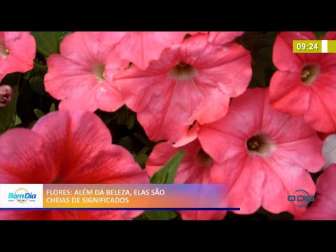Flores, além da beleza, são cheias de significados 23 04 2021