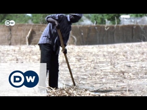 Senegals Kampf gegen Versalzung | Global Ideas