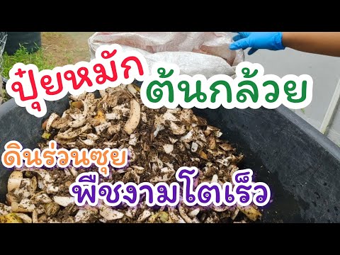 ปุ๋ยหมักจากต้นกล้วย ช่วยให้ดินร่วนซุย พืชงามโตเร็ว