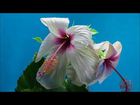 PUIU CHIBICI - Esti cel mai frumos