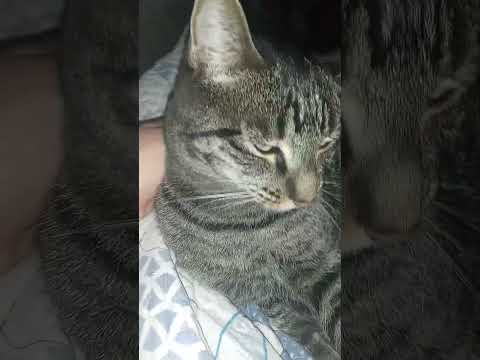 petting Dylan the Gray cat and tiger the orange hair cat in 32.9 seconds this morning #1493