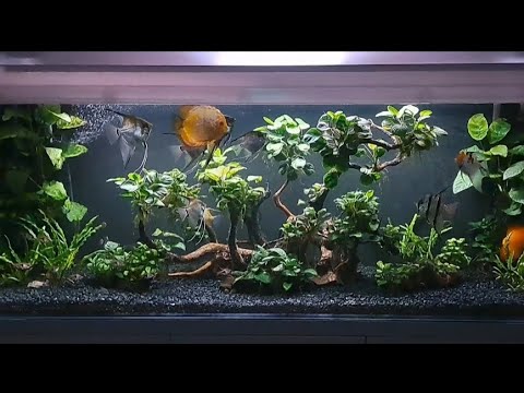 Update Akwarium 385l 🐠🐟🐡 wieczorny relaksik 🌜