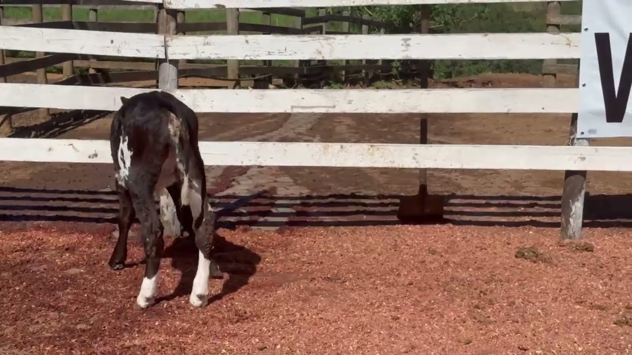 LOTE 43 - 01 BEZERRA (DIANA) 3/4; BR:136 VM; FILHA DO REFINE RED; MÃE ACIMA DE 40KG;