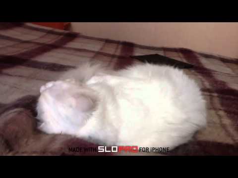 Happy Birthday Kotya!From Tory