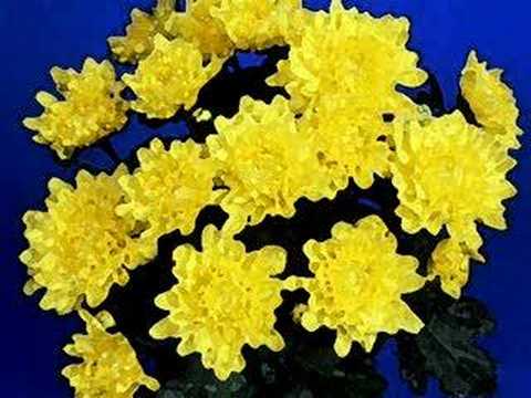 Rock'n'roll mama - The Raspberries (1972)