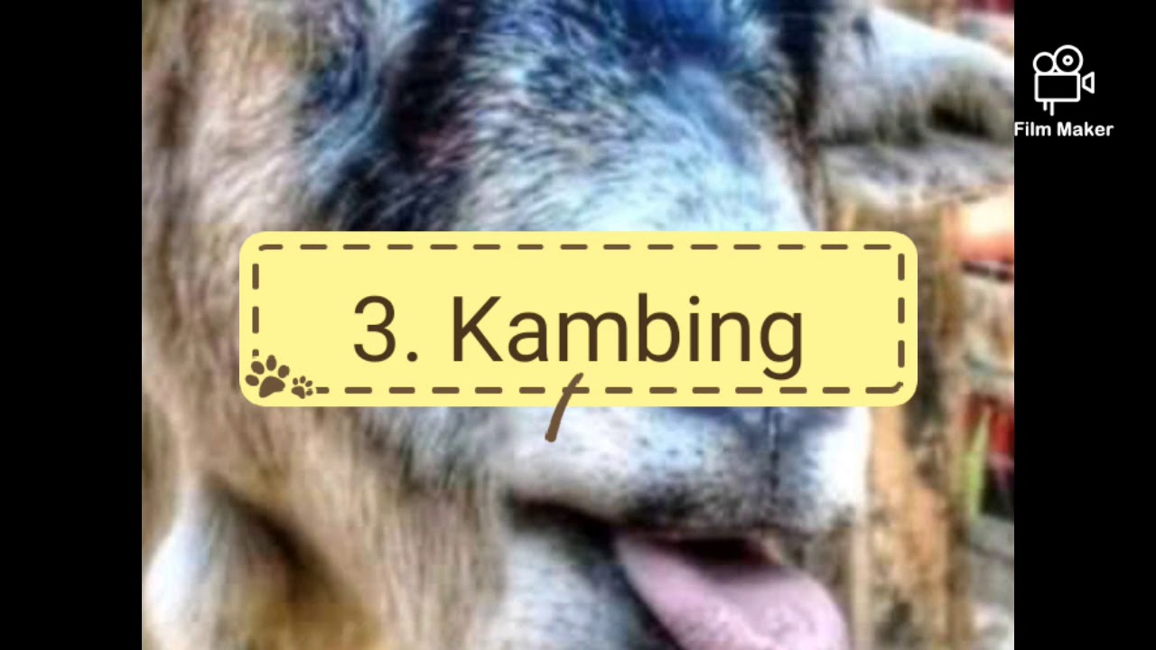 Mga Alagang Hayop na pwedeng pagkakitaan!❤️👌✌️