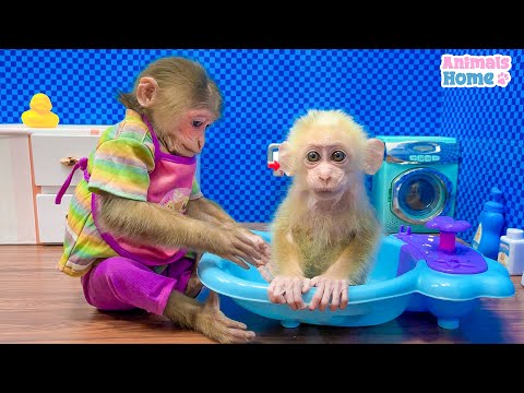Nanny BiBi bathes baby monkey Obi so sweet