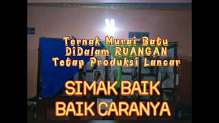 Download lagu ternak murai batu Bongkar Rahasia nutrisi Ternak Murai Batu Didalam Ruangan Tanpa Matahari mp3