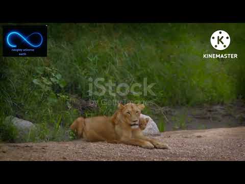 lion cub play within his mom #shorts #short
