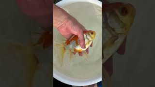 ジャンボ獅子頭　オス　フナ尾　20cm #aquarium #金魚 #goldfish
