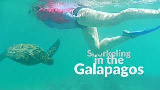 Snorkeling in the Galapagos: Our Snorkel Adventures on Pinzon, Santa Fe, and Santa Cruz Islands